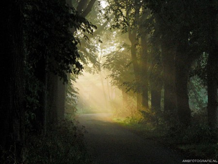 Zonnestralen in het bos